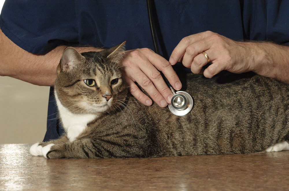 Cat being examined by a veterinarian during a routine wellness visit, showing quality pet care