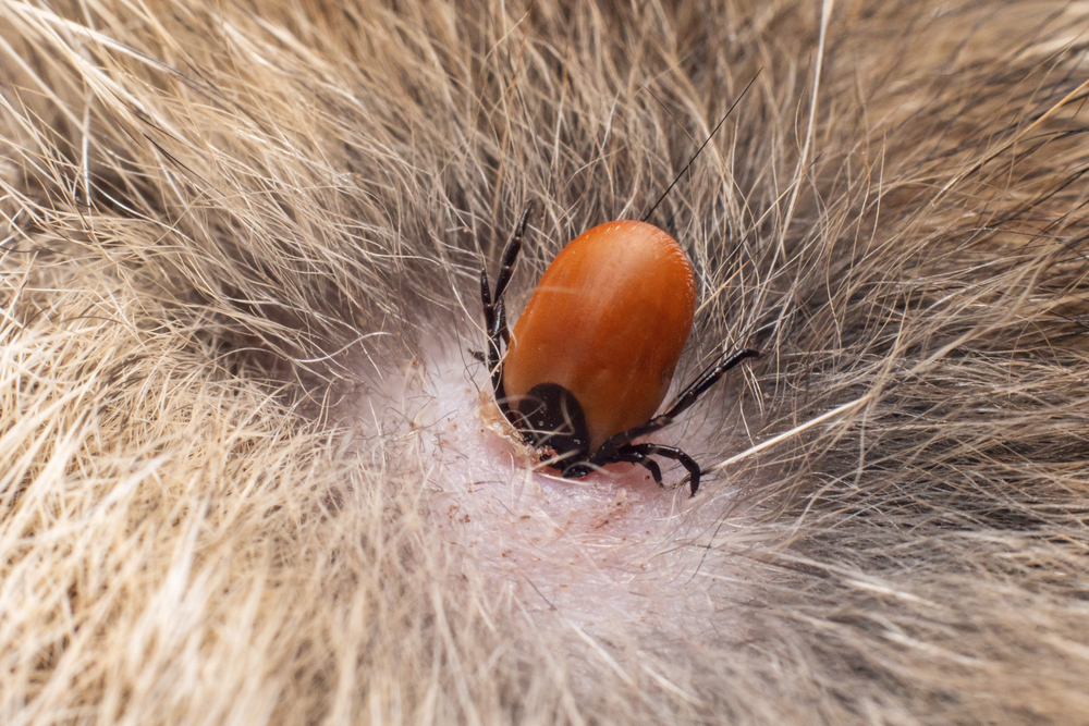 Close-up of a tick dug into skin, a dangerous infection carrier requiring prompt tick removal