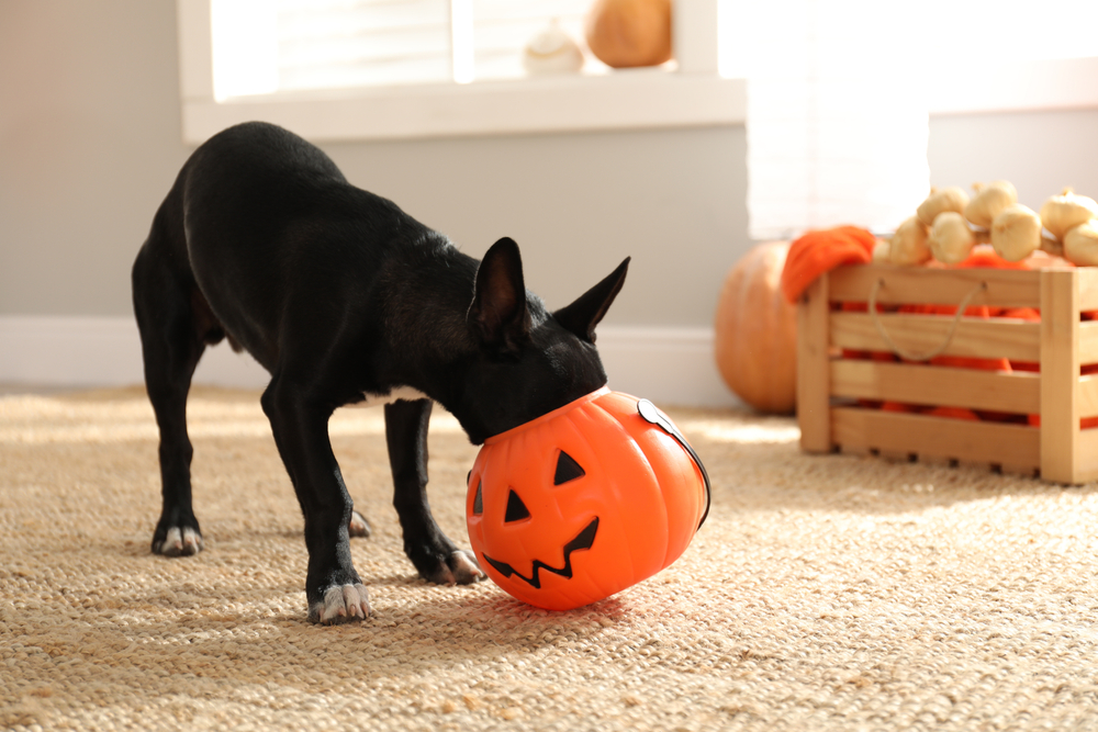 Black dog sitting indoors beside a Halloween treat bucket for pet-safe holiday fun