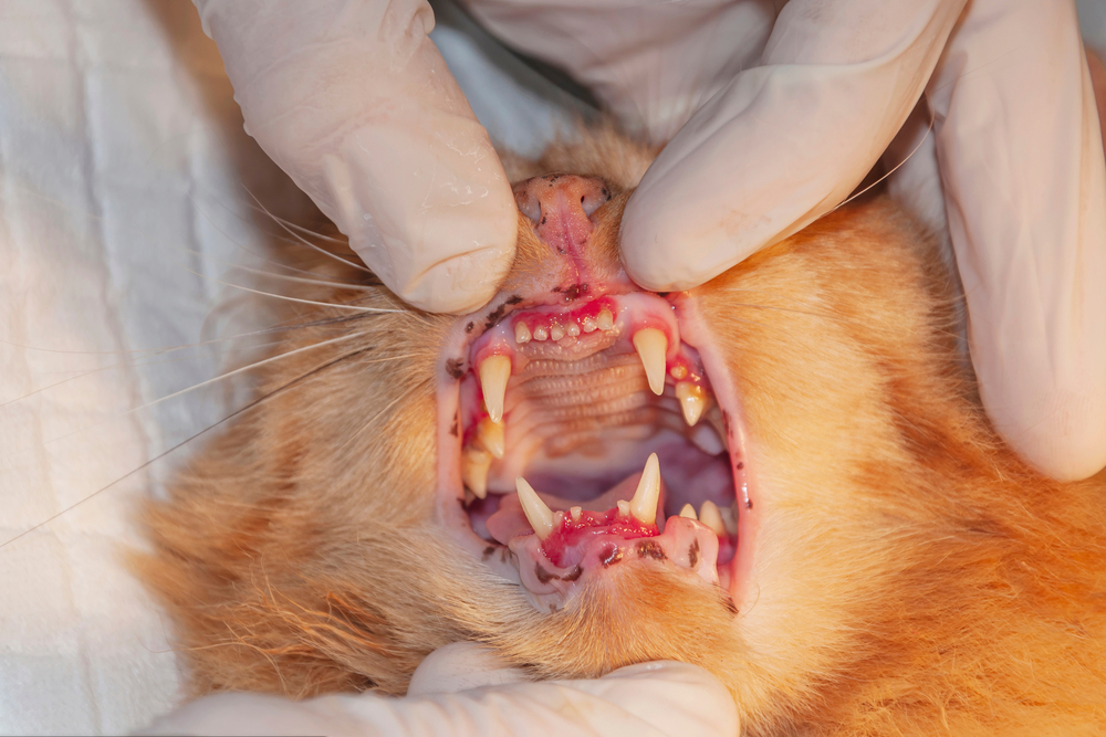 Veterinarian closely examining a cat's mouth and teeth during a routine dental wellness exam