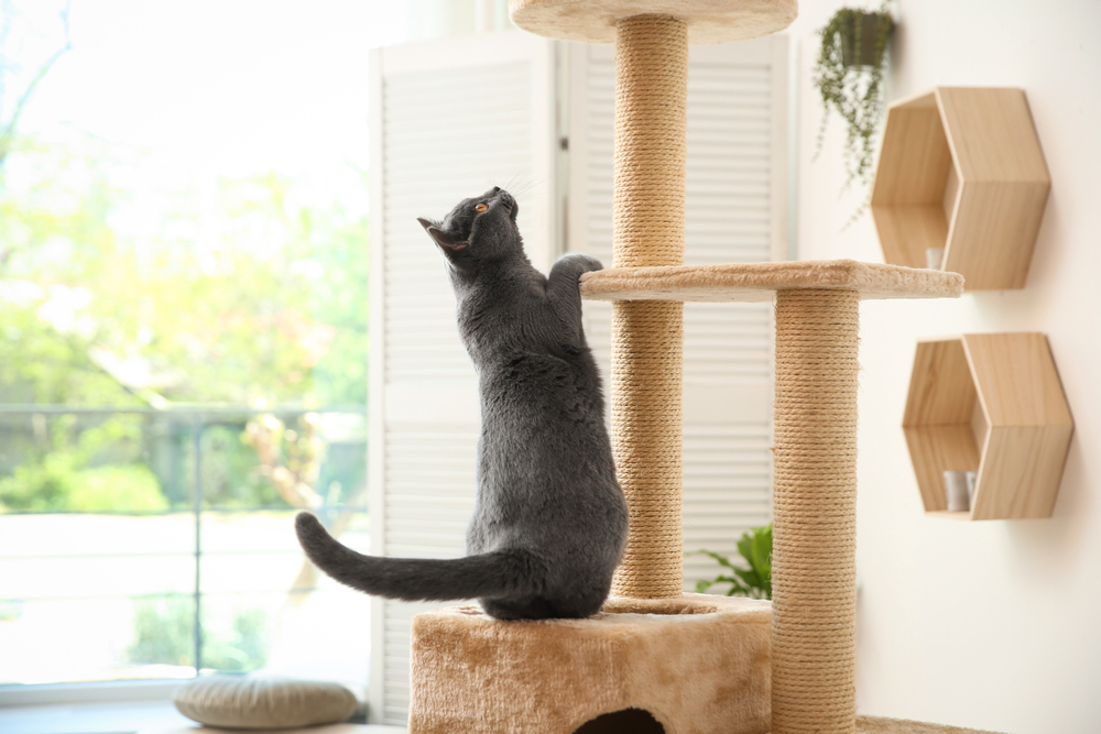 Cat resting on a cat tree at home, illustrating the importance of feline enrichment and indoor playtime