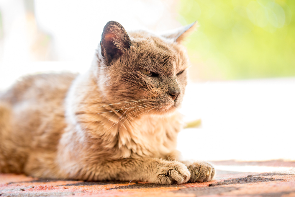 Elderly cat sleeping peacefully on a table, representing senior pet care needs