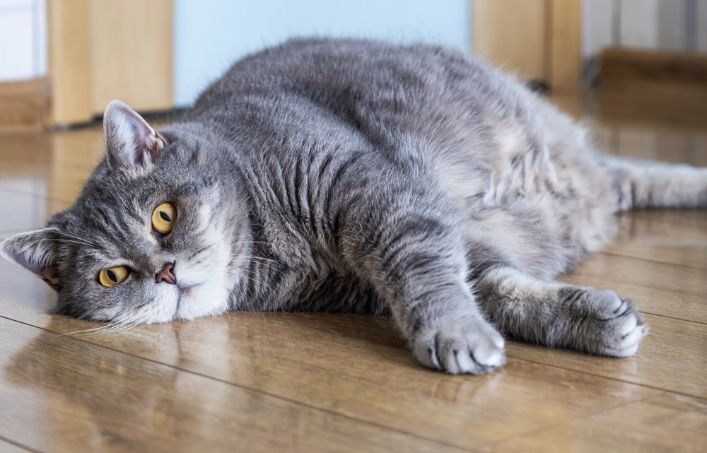 Plump British Shorthair cat lying on the floor peering up curiously
