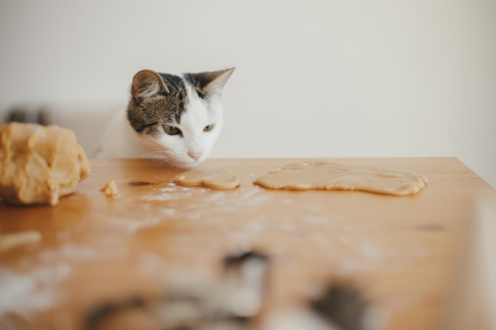 Kitten sniffing gingerbread cookie dough on a wooden table — holiday food hazards for cats