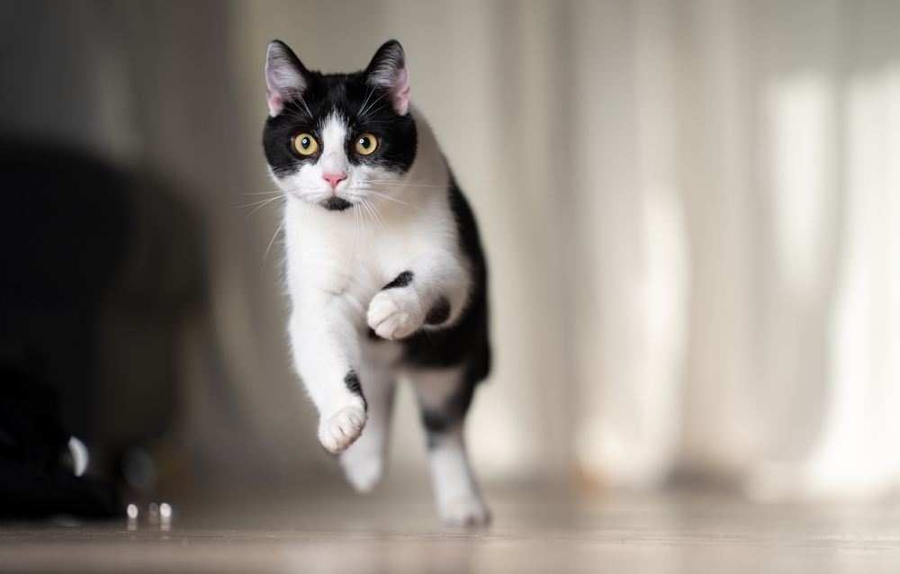 Playful black and white cat sprinting indoors at high speed, showing healthy feline energy
