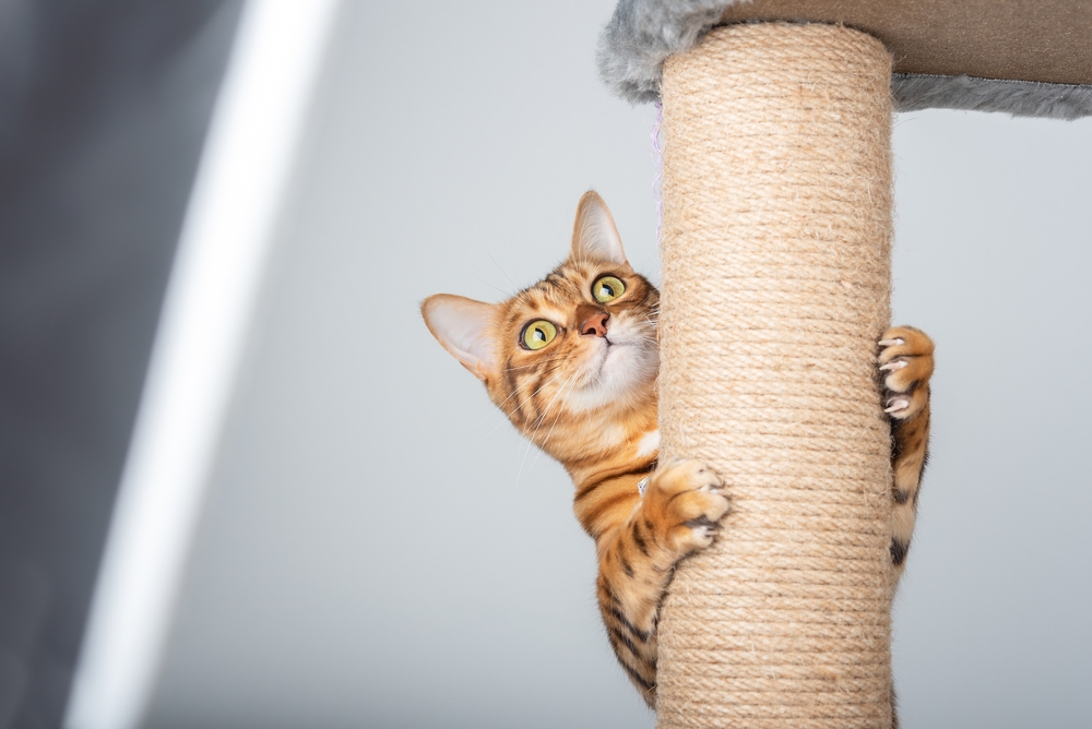 Playful domestic cat climbing a cat pole, showing the importance of enrichment for indoor cats