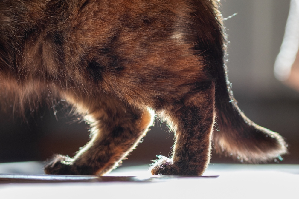 Close-up of a domestic cat's hind legs walking — feline mobility and veterinary wellness