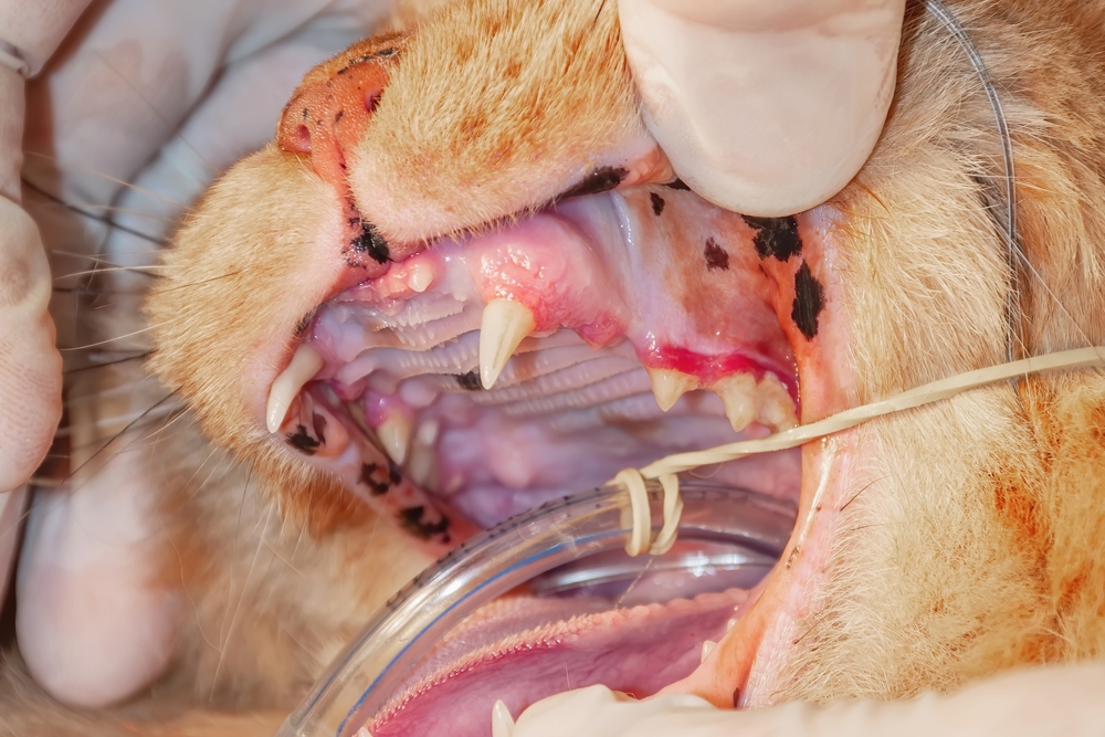 Veterinarian examining a cat's teeth during a dental checkup, emphasizing preventive oral care