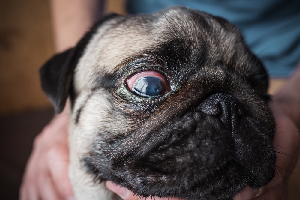 Pug with an injured eye showing a scratched cornea, highlighting the need for veterinary eye care