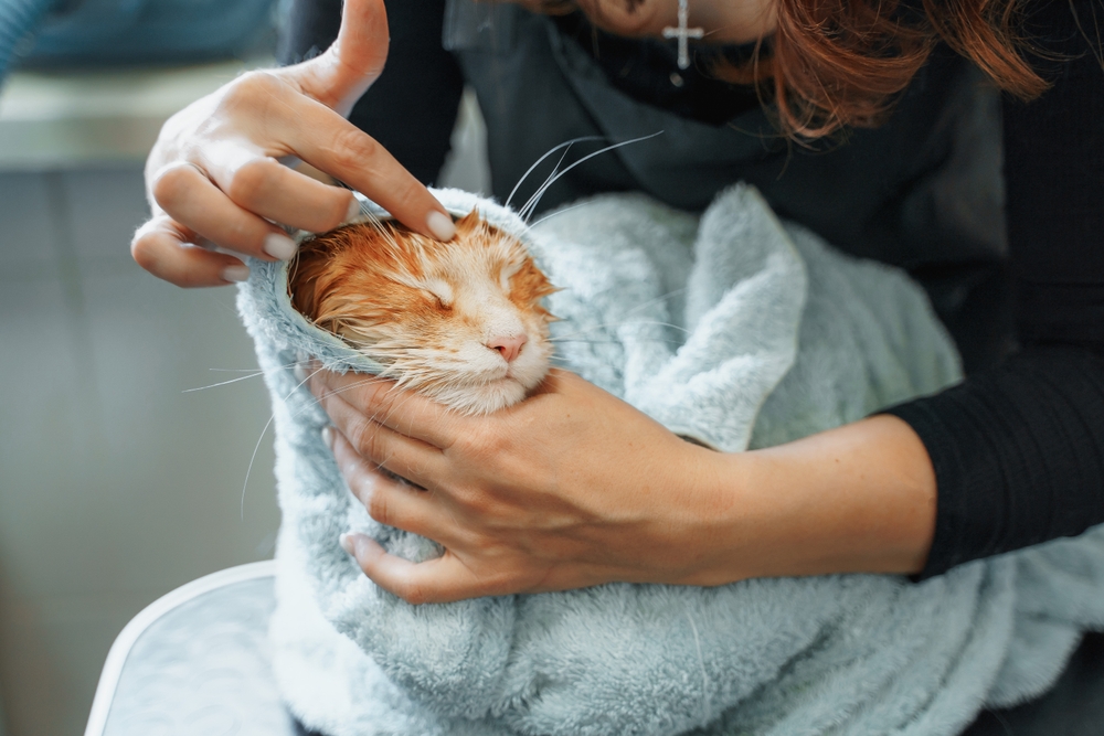 Red Maine Coon cat wrapped in a towel after bathing — pet grooming and hygiene care