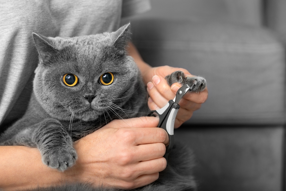 Veterinarian carefully trimming a British Shorthair cat's nails during a wellness visit