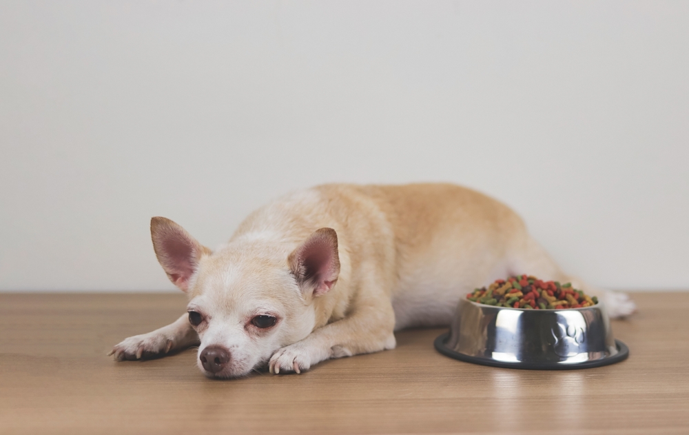 Brown Chihuahua lying comfortably, representing small dog care at Oliver Animal Hospital Austin