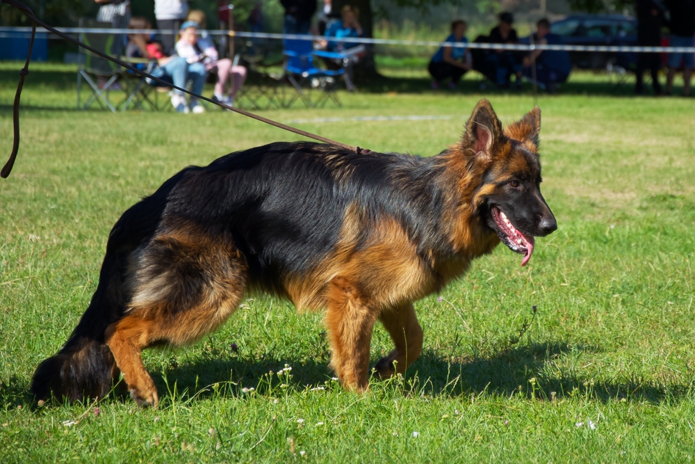 Adult German Shepherd dog standing alertly during a competitive dog show