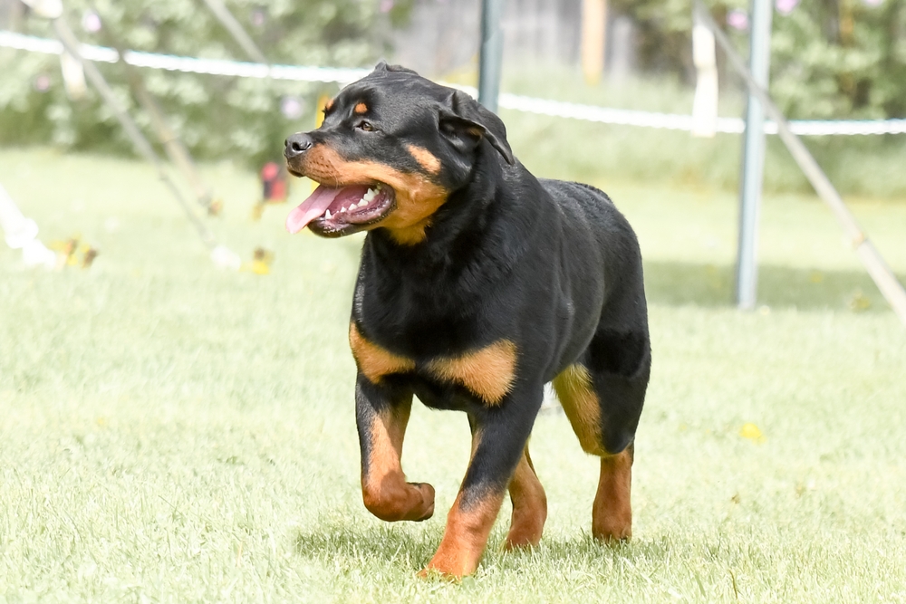 Healthy Rottweiler standing alert in a sunny field, representing active dog wellness care