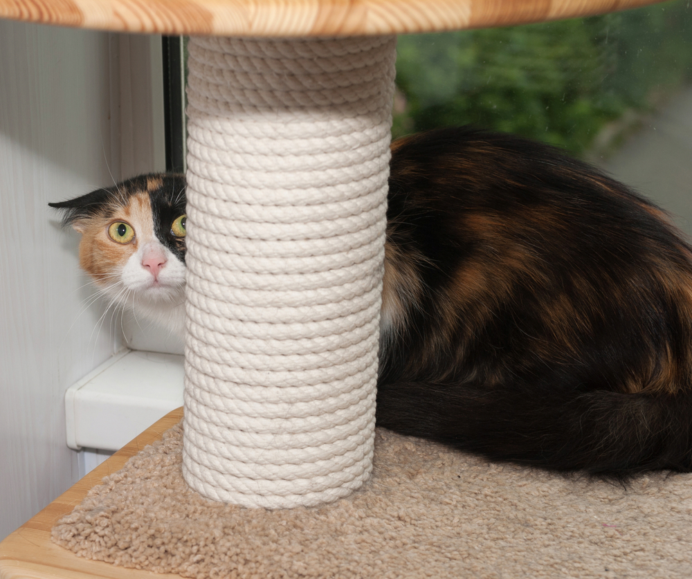 Frightened tricolor cat hiding behind scratching posts, showing anxiety signs in cats