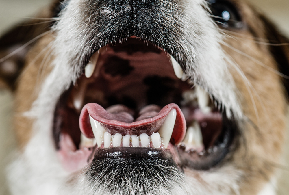 Healthy dog showing bright white teeth, illustrating results of professional veterinary dental care