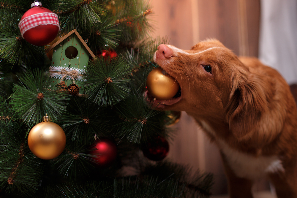 Nova Scotia Duck Tolling Retriever posed with Christmas holiday decorations