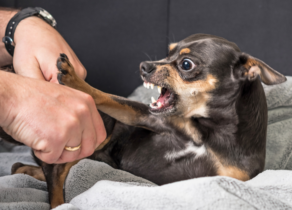 Small dog displaying signs of aggression, a behavior that veterinary behavioral counseling can address