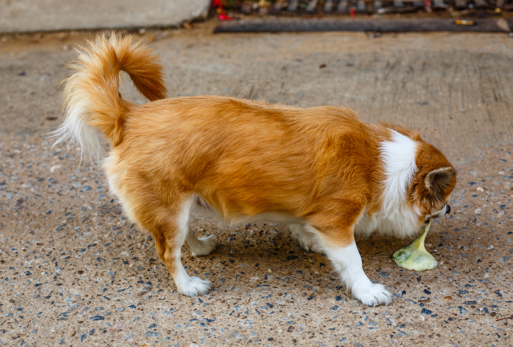 Chihuahua displaying signs of vomiting, a common pet health concern that requires veterinary attention