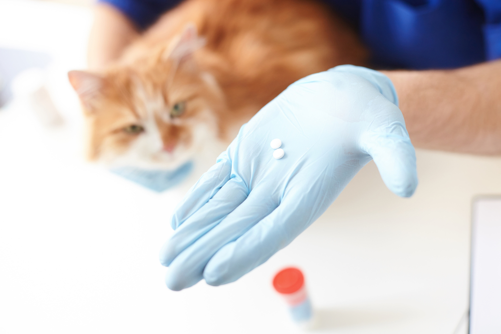 Veterinarian presenting prescription medication during a pet health consultation at an animal hospital
