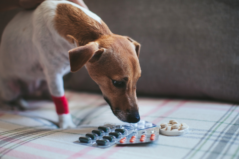 Jack Russell Terrier looking unwell beside medication tablets, representing pet illness treatment