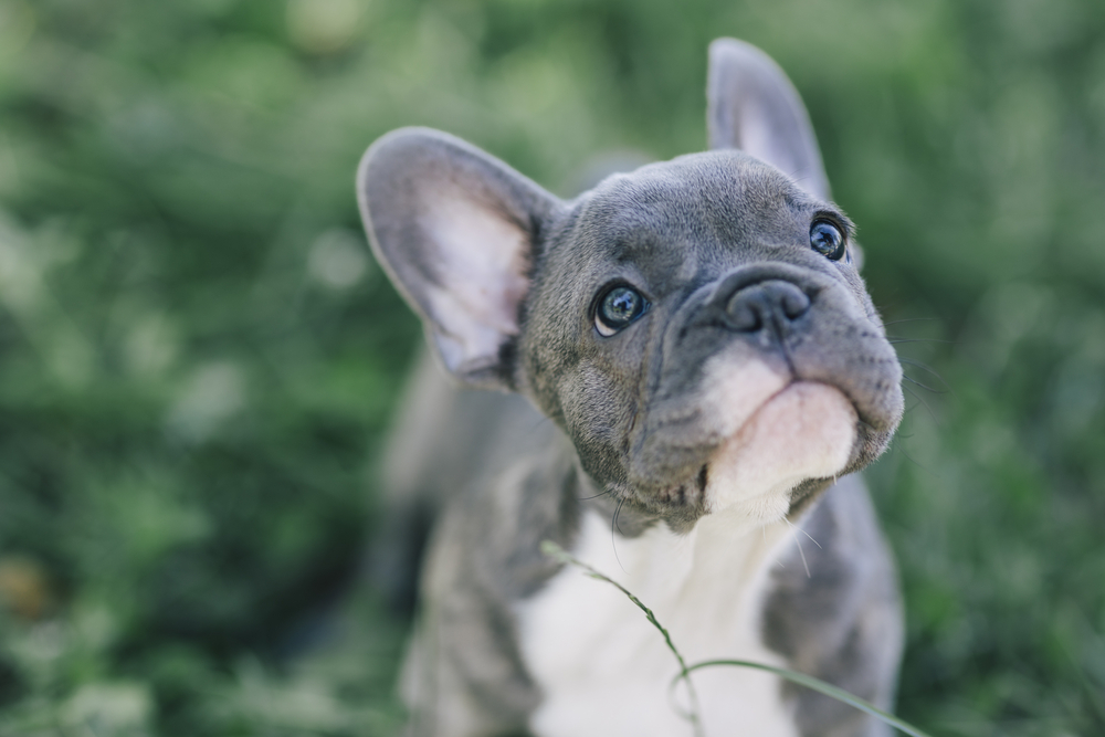 Three-month-old blue French Bulldog puppy, ideal age for a first veterinary wellness visit