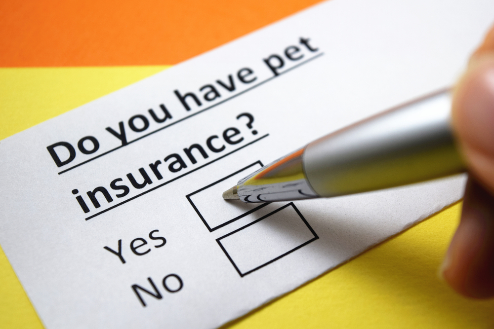 Pet owner deciding on pet insurance — saying yes to coverage for dogs and cats
