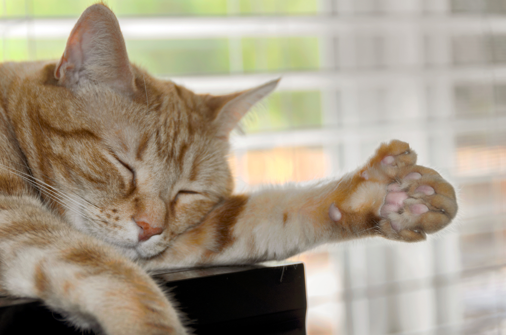 Polydactyl orange cat displaying a large paw with extra toes, a genetic feline condition