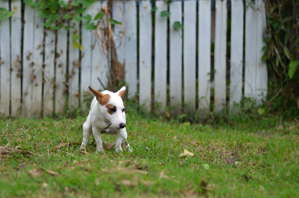 Jack Russell Terrier with a guilty expression beside an indoor accident, relevant to pet training