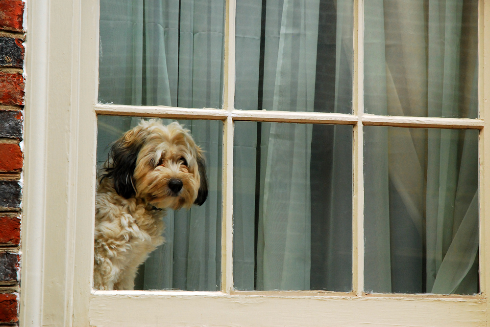 Anxious dog sitting alone at home, highlighting the need for pet behavioral health support