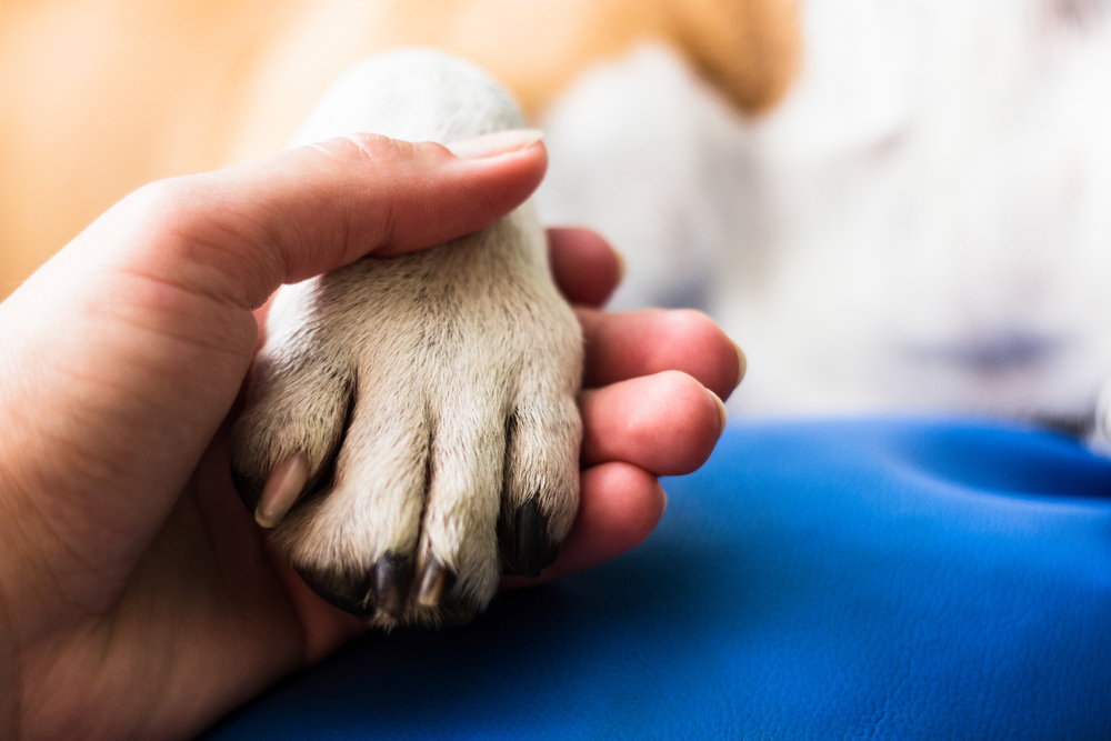 Person sharing a tender moment with their dog, reflecting the human-animal bond at the heart of pet care