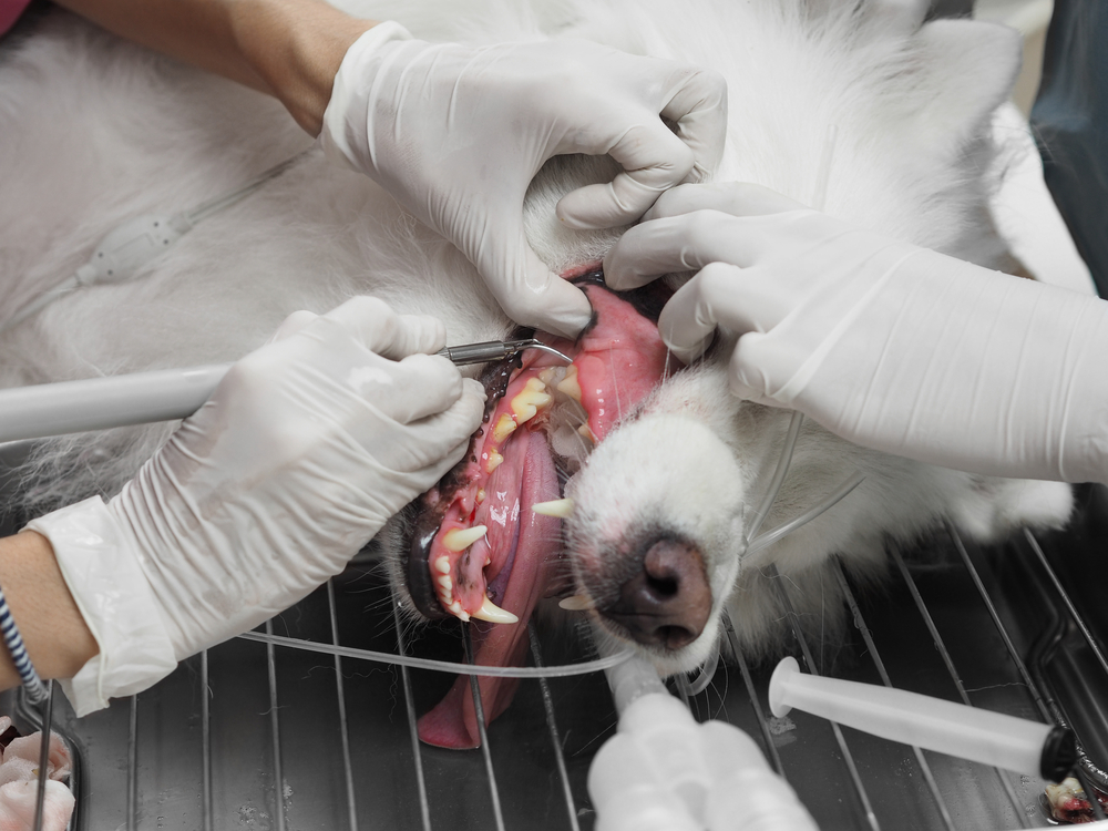 Veterinary dental cleaning procedure on a dog at Oliver Animal Hospital in Austin
