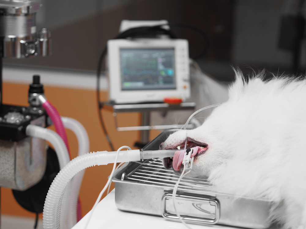 Dog under anesthesia during a veterinary surgical procedure, showing safe pet sedation care