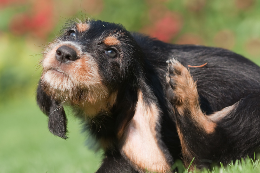 Otterhound puppy scratching behind its ear, a common sign of allergies or parasites in dogs