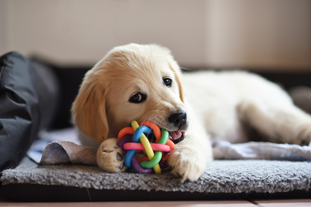 Golden Retriever puppy playing with a toy while lying down, demonstrating healthy puppy development