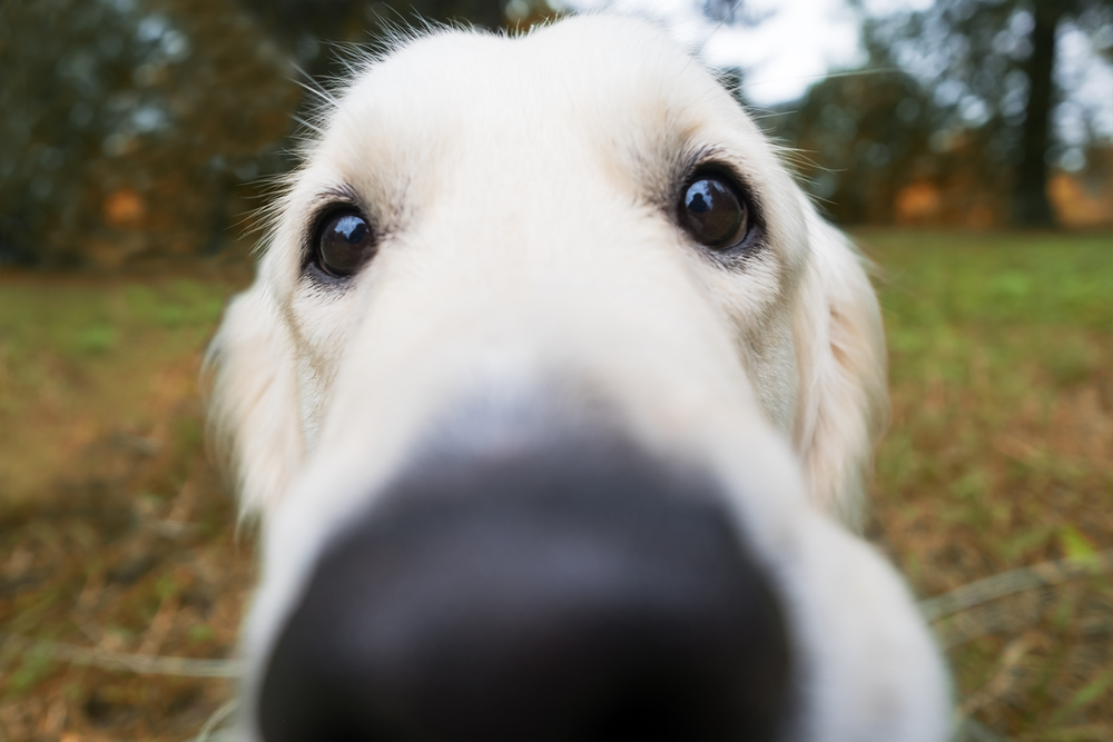 Close-up of a Golden Retriever's nose as the dog gazes plaintively toward the camera