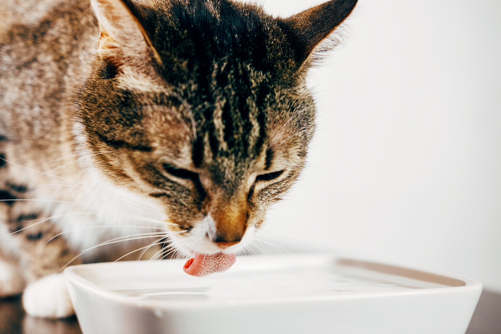 Striped cat lapping water from a bowl with tongue clearly visible