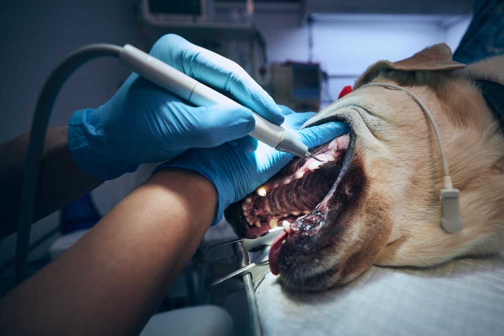 Veterinarian cleaning a dog's teeth during a professional dental procedure to promote oral health and prevent dental disease.