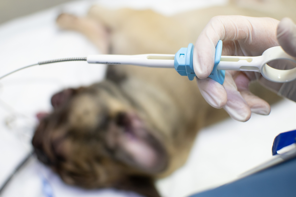 Veterinary assistant holding endoscopic forceps during a minimally invasive endoscopy procedure in a clinical setting.