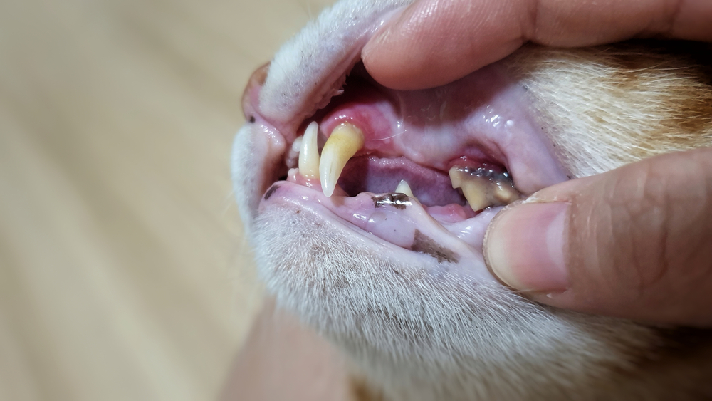 6 Tips for Keeping Your Pet’s Teeth Tartar-Free - Oliver Animal Hospital