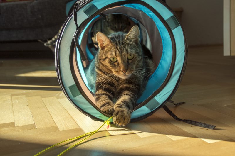 5 Creative Ways to Enrich Your Indoor Cat’s Environment Oliver Animal