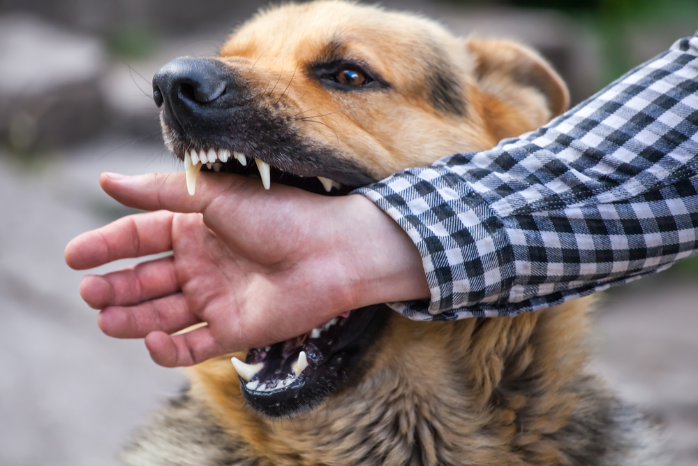 Navigating the Legal Landscape: What to Do After a Dog Bite Incident