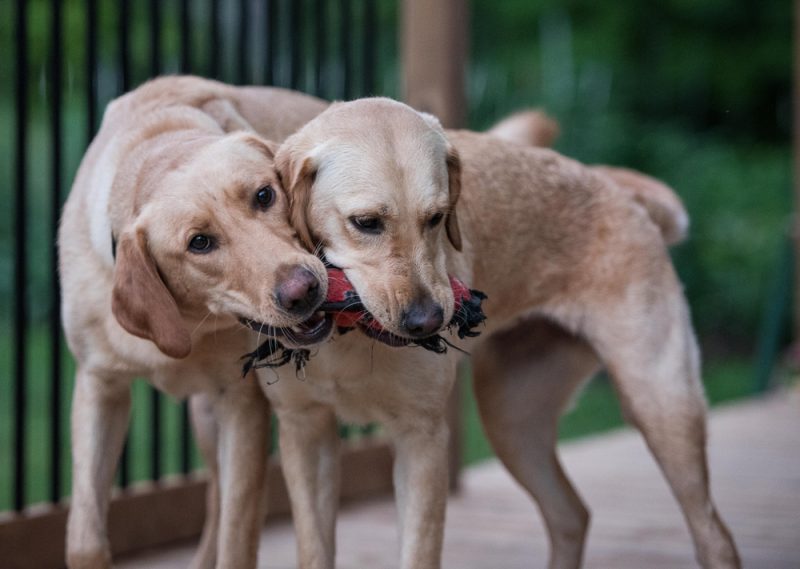 Chew On This—5 Top Tips for Safe Dog Chew Toys Oliver Animal Hospital