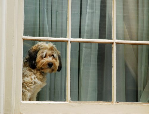 Preventing Canine Separation Anxiety
