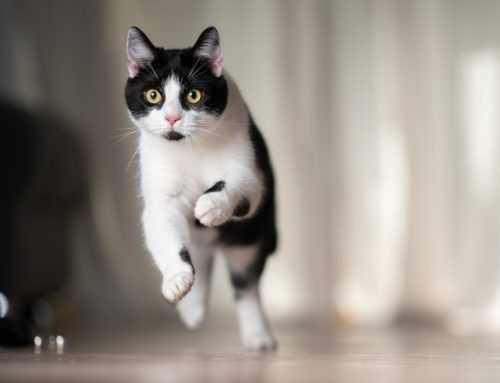 Do’s and Don’ts of Ensuring Your Indoor Cat’s Happiness