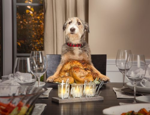 Recipe for a Festive and Pet-Safe Thanksgiving