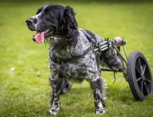 Tips for Caring for Your Specially Abled Pet
