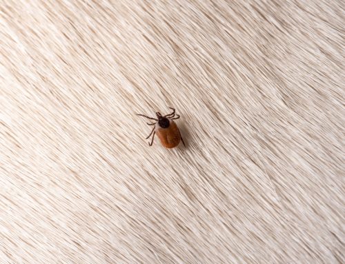 Lyme Time—Spotlight on Lyme Disease and Pets
