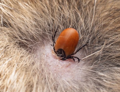 Tick Encounters: How to Safely Remove a Tick from Your Pet