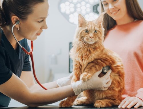 4 Pet Diseases You Can Prevent With Routine Wellness Care